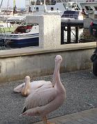 DSC02919 - Pafos Hafen